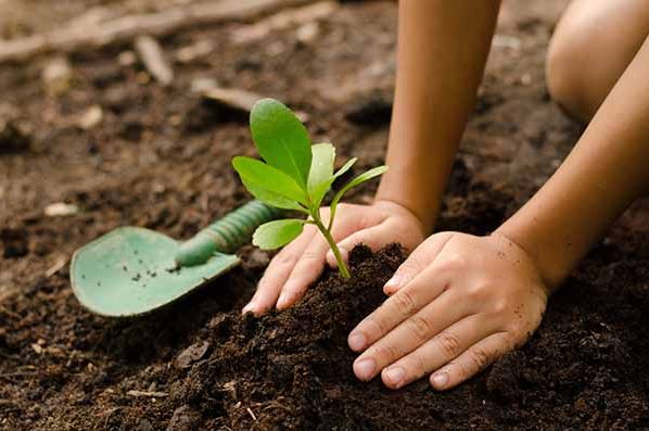 Rotary Club inicia projeto “Uma Vida, Uma Árvore” com plantio de 21 mudas em Lucas do Rio Verde, neste sábado (21)