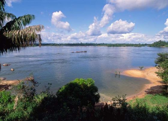 BNDES seleciona projetos de restauração ecológica na bacia hidrográfica do Xingu, nos estados do PA e de MT -