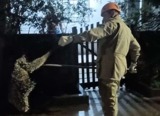 Bombeiros resgatam porco-espinho que estava em árvore em frente a residência em Mato Grosso