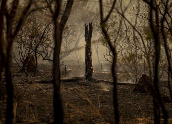 Corpo de Bombeiros combate 22 incêndios florestais em Mato Grosso nesta segunda-feira (07)