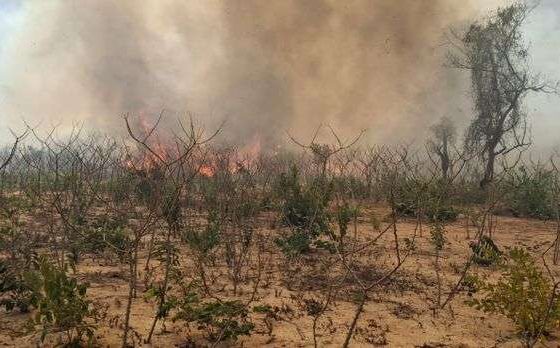 Povos indígenas de Mato Grosso sofrem com os incêndios florestais.