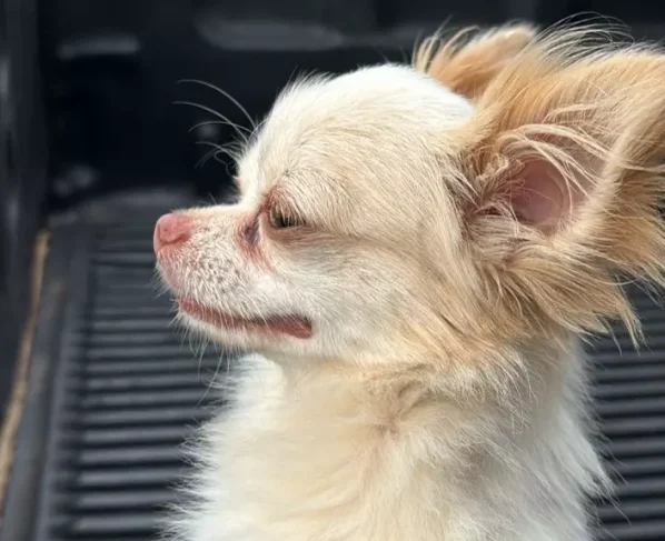 Cachorro furtado há um ano é recuperado em Rondonópolis