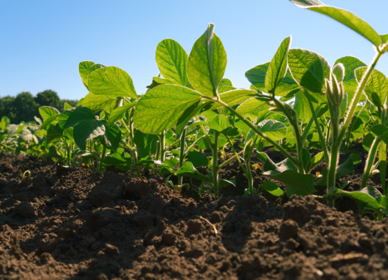 Mapa publica o registro de mais 51 agrotóxicos para controle de pragas na agricultura