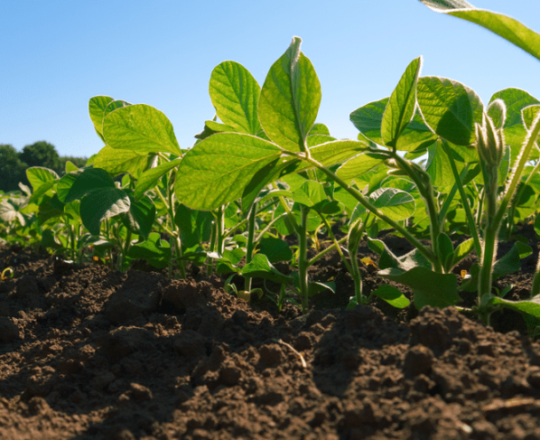 Mapa publica o registro de mais 51 agrotóxicos para controle de pragas na agricultura