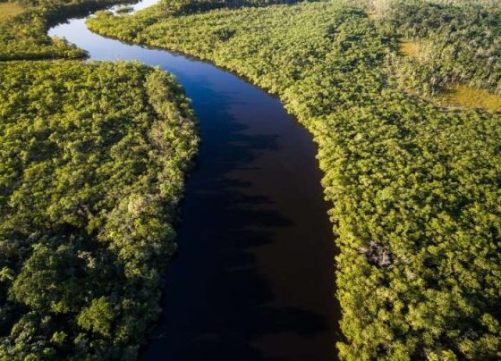 Fundo Amazônia tem nova doação de US$ 60 milhões da Noruega - BNDES/divulgação