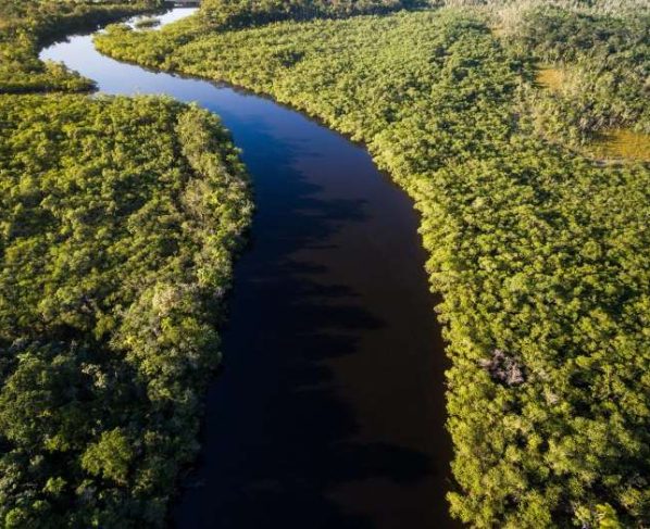 Fundo Amazônia tem nova doação de US$ 60 milhões da Noruega - BNDES/divulgação