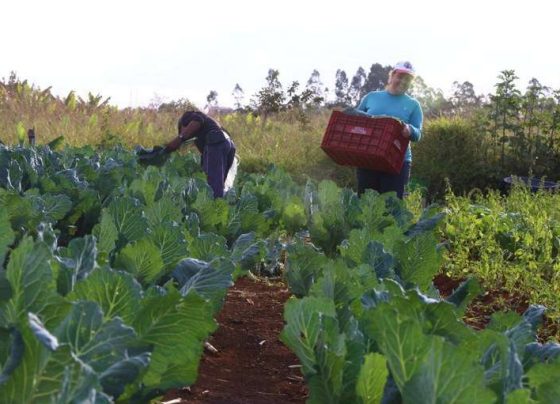 Fundo internacional adere à Aliança Global Contra a Fome com mais de R$ 1 bilhão - Divulgação