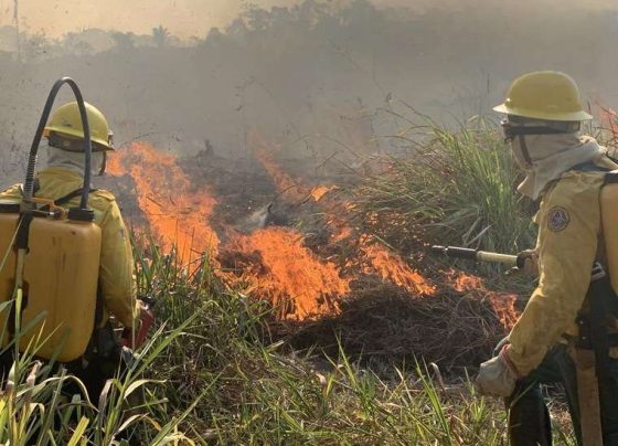 Queimadas em Mato Grosso