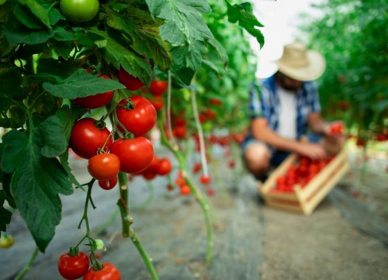 Doenças do tomate, isso realmente existe? Veja agora os fatos