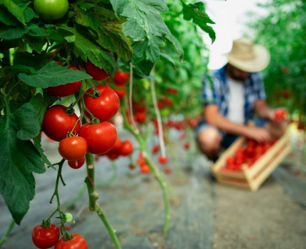 Doenças do tomate, isso realmente existe? Veja agora os fatos