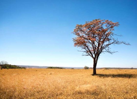 Proprietários rurais em Mato Grosso indenizarão R$ 2,2 milhões por desmatamento ilegal