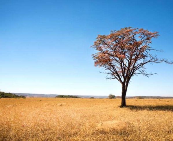 Proprietários rurais em Mato Grosso indenizarão R$ 2,2 milhões por desmatamento ilegal