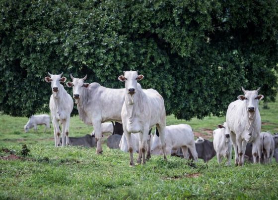 pecuaria de mt quebra novo recorde e rebanho atinge 32 7 milhoes de cabecas