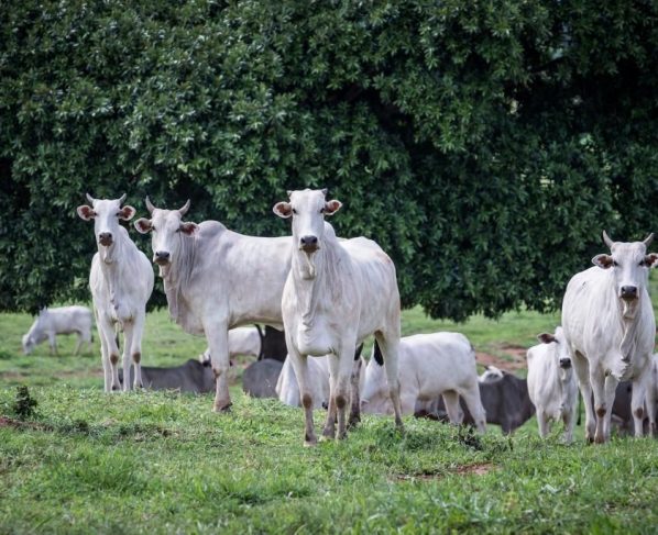 pecuaria de mt quebra novo recorde e rebanho atinge 32 7 milhoes de cabecas