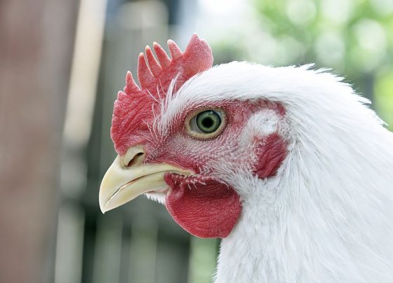 Casos de Gripe Aviária H5N1 são confirmados em granja de Portugal