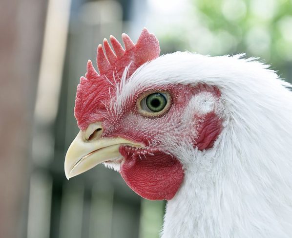 Casos de Gripe Aviária H5N1 são confirmados em granja de Portugal