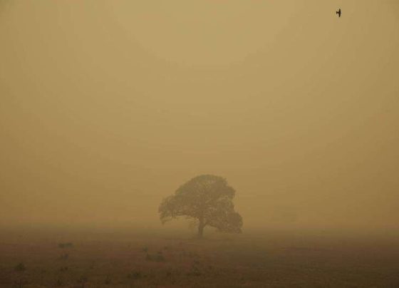 Chuva ajuda a combater incêndio em parte do Pantanal Mato Grosso