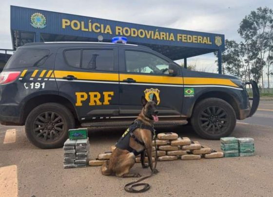 Ministério Público recorre contra soltura de caminhoneiro flagrado com 46 kg de drogas em Mato Grosso