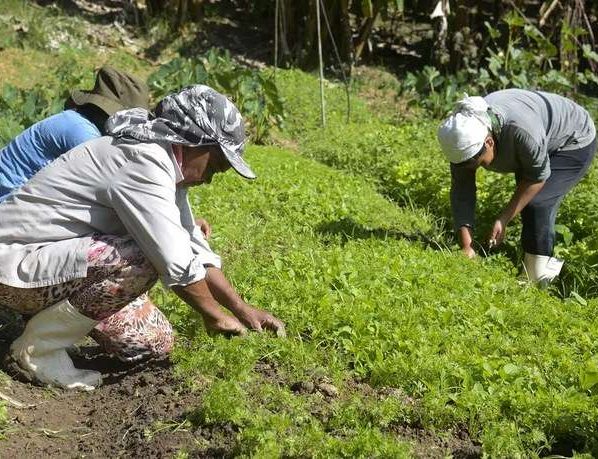 Redes de agricultores familiares fortalecem sistemas orgânicos no Brasil - Tomaz Silva/Agência Brasil