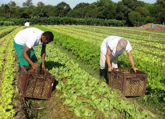 agricultura familiar arquivo embrapa