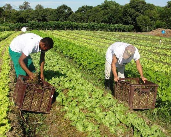 agricultura familiar arquivo embrapa