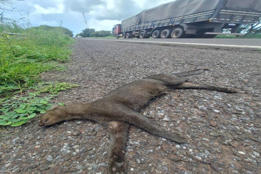 Gato-mourisco às margens da BR-262, após ser atropelado