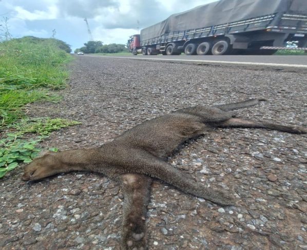 Gato-mourisco às margens da BR-262, após ser atropelado