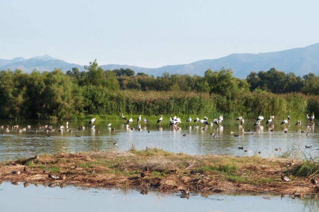 Aves em meio à área alagada no Pantanal