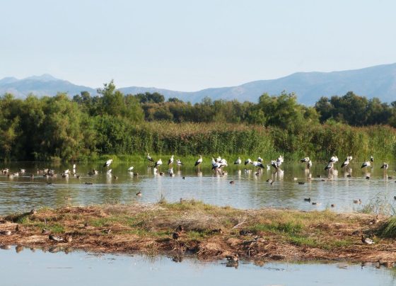 Aves em meio à área alagada no Pantanal