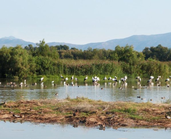 Aves em meio à área alagada no Pantanal