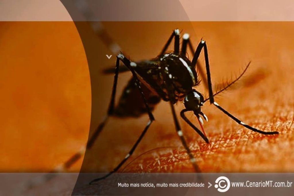 Mulheres lideram casos de dengue e chikungunya em Mato Grosso, aponta monitoramento