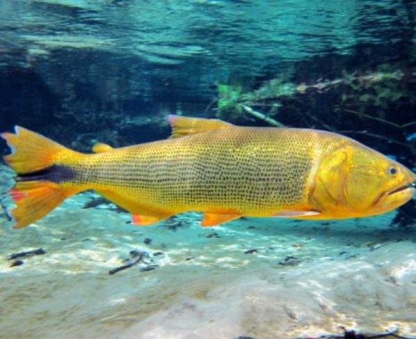 Assembleia discute pesca do dourado