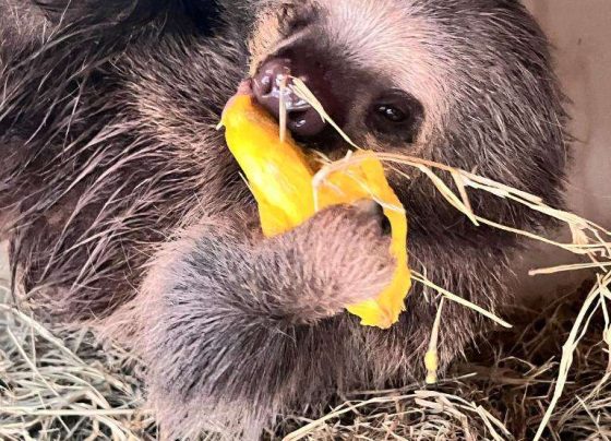 Preguiça-real resgatada no interior de Mato Grosso é transferida para zoológico em SP