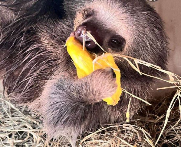 Preguiça-real resgatada no interior de Mato Grosso é transferida para zoológico em SP