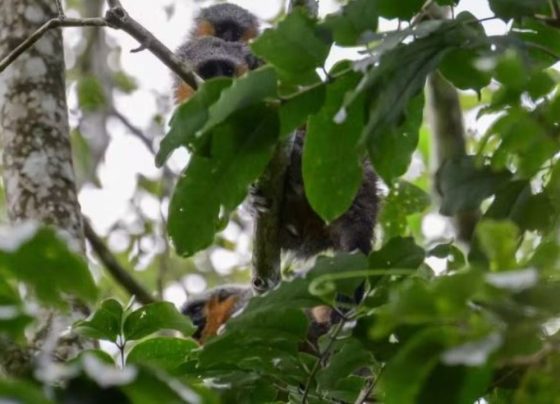 aracari 13
