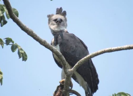 Uiracu