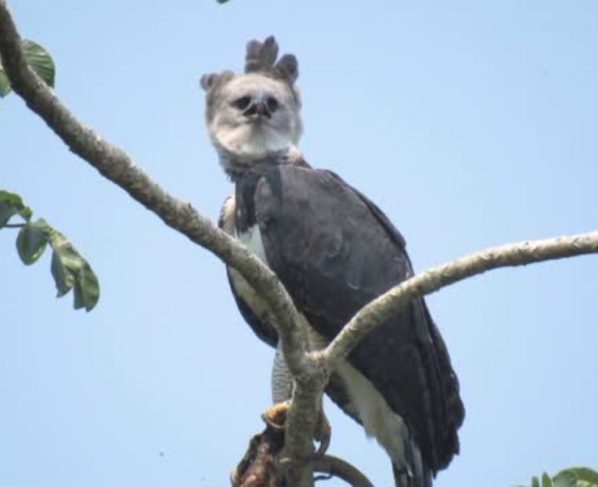 Uiracu