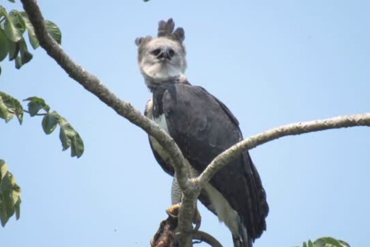 Uiracu