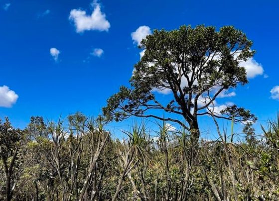 desmatamento do cerrado ameaca seguranca hidrica de todo o brasil interna 4 2023 09 11 2364346621