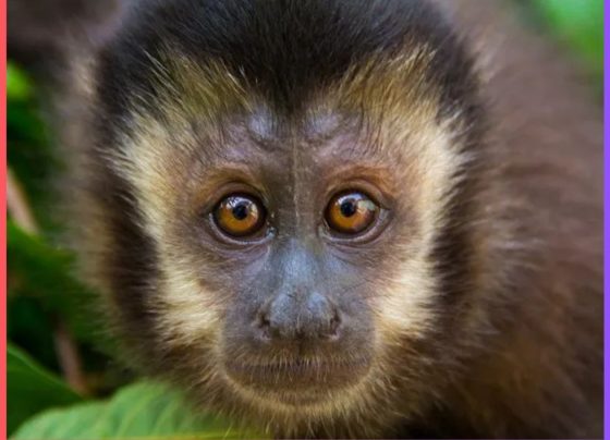 macaco prego