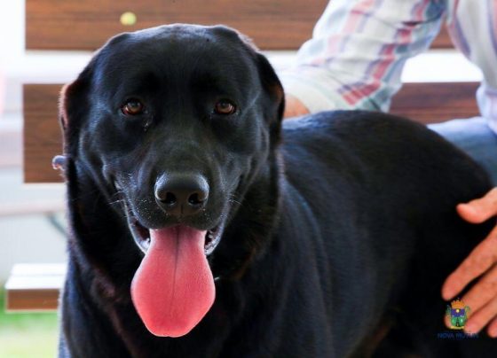 CAO CACHORRO