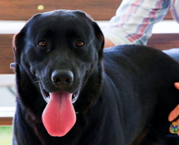 CAO CACHORRO