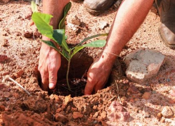 Em parceria Sorriso e o Consorcio Caminhos do Mato Grosso promovem o plantio de mudas nativas no domingo 27