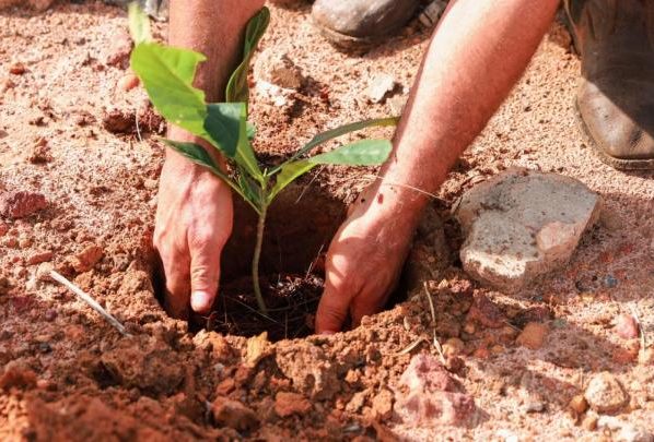 Em parceria Sorriso e o Consorcio Caminhos do Mato Grosso promovem o plantio de mudas nativas no domingo 27