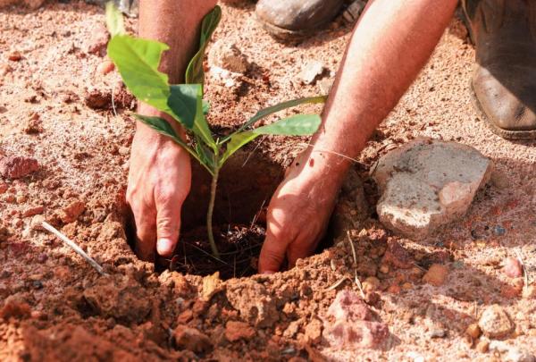 Em parceria Sorriso e o Consorcio Caminhos do Mato Grosso promovem o plantio de mudas nativas no domingo 27