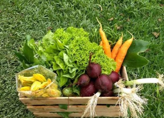Programa Nutrindo Vidas visa garantir seguranca alimentar de mulheres em situacao de vulnerabilidade
