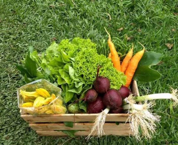 Programa Nutrindo Vidas visa garantir seguranca alimentar de mulheres em situacao de vulnerabilidade