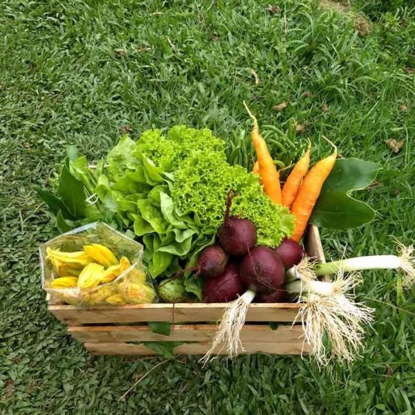 Programa Nutrindo Vidas visa garantir seguranca alimentar de mulheres em situacao de vulnerabilidade