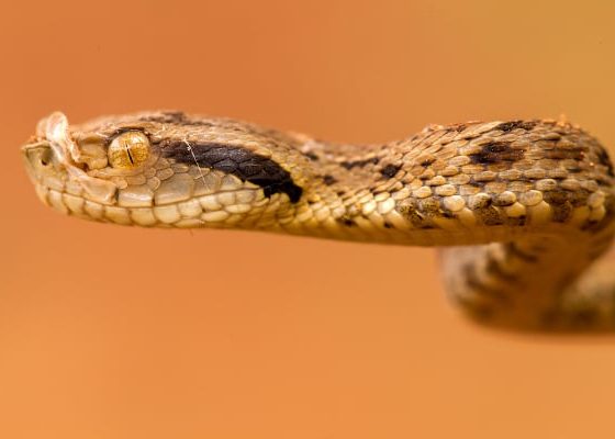 Acidentes com animais peconhentos caem 18 em Mato Grosso mas casos com escorpioes preocupam
