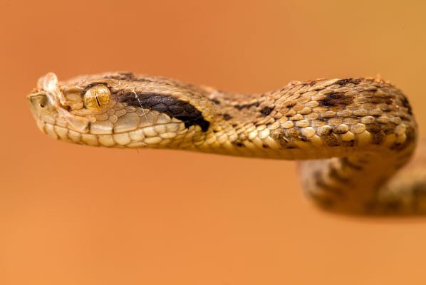 Acidentes com animais peconhentos caem 18 em Mato Grosso mas casos com escorpioes preocupam